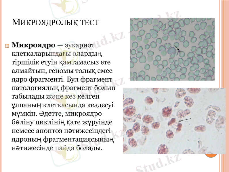 Slide 11