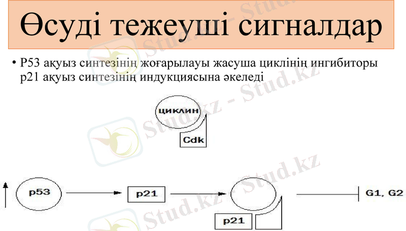 Slide 12