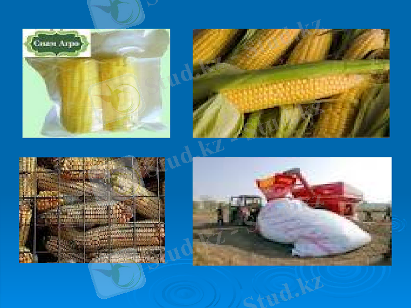 Slide 7
