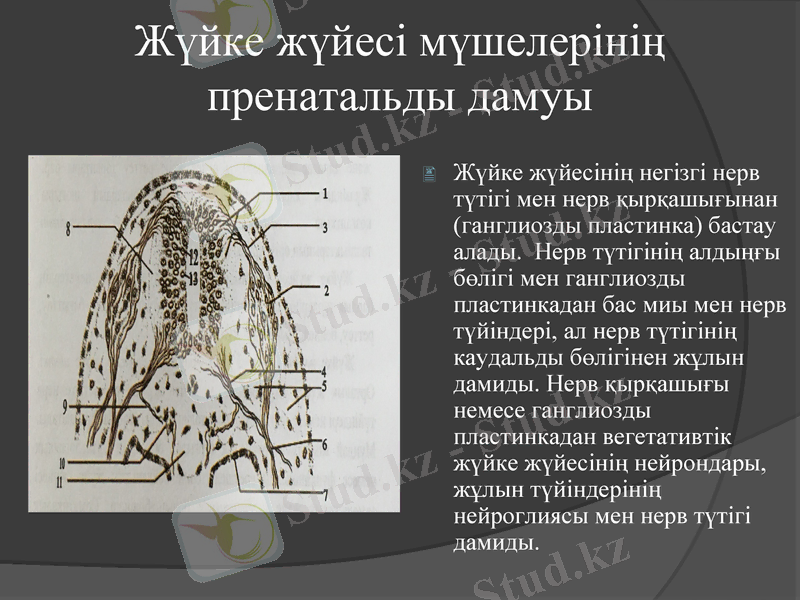 Slide 10