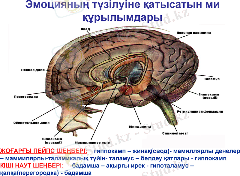 Slide 17