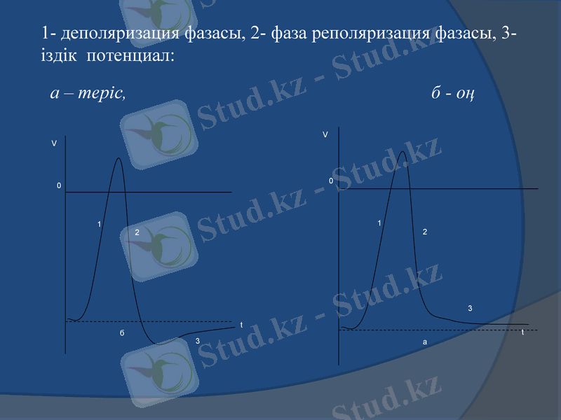 Slide 13