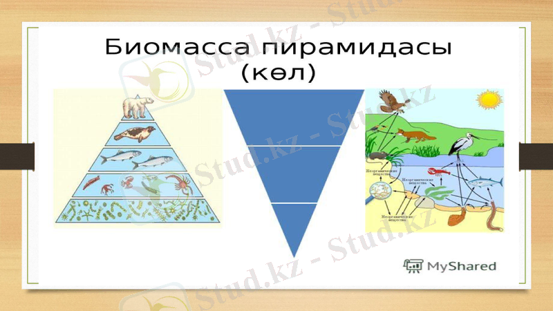 Slide 8