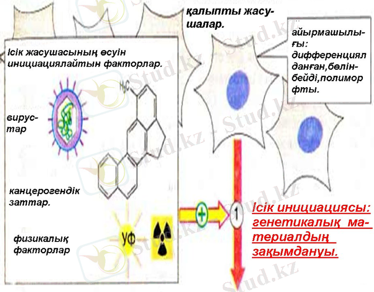Slide 11