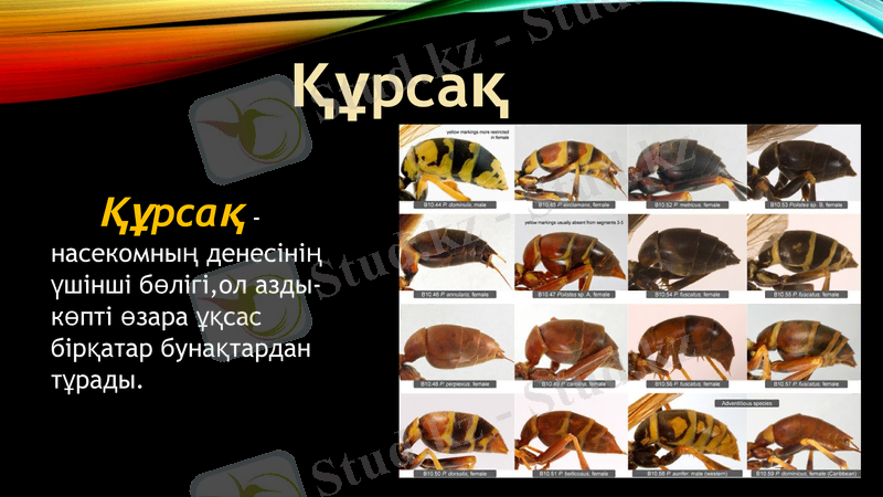 Slide 13