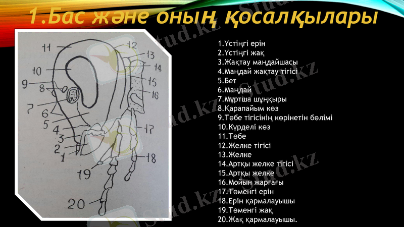 Slide 5