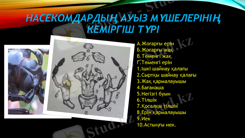 Slide 8