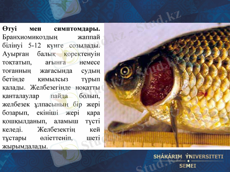 Slide 11