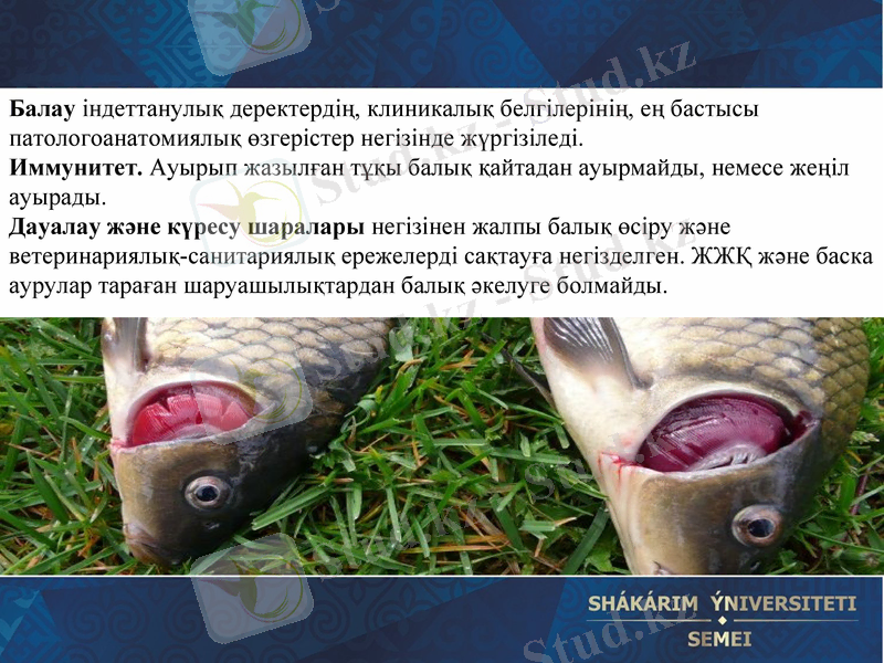 Slide 24