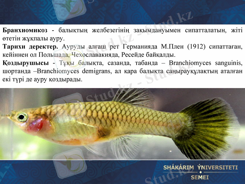 Slide 9