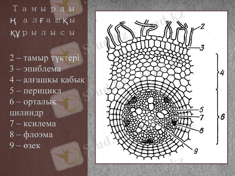 Slide 7