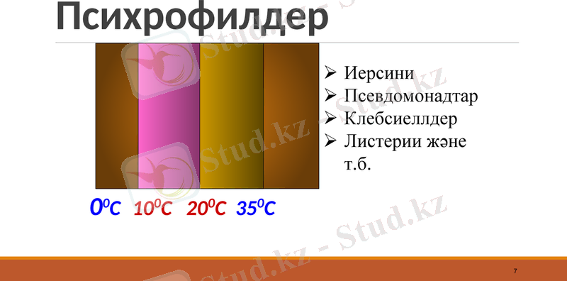 Slide 7