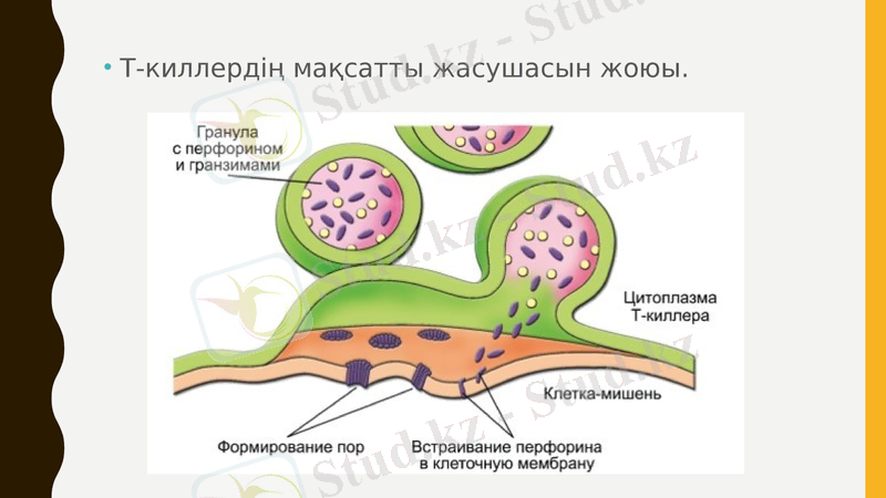 Slide 24