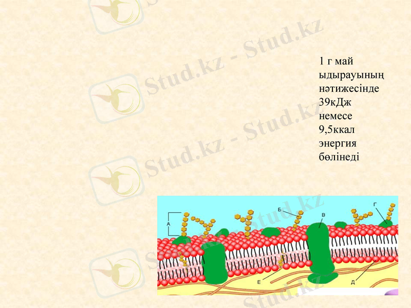 Slide 13