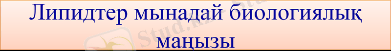 Slide 7