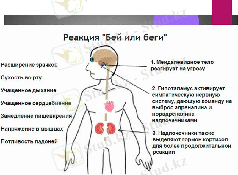 Slide 11