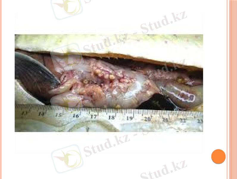 Slide 11