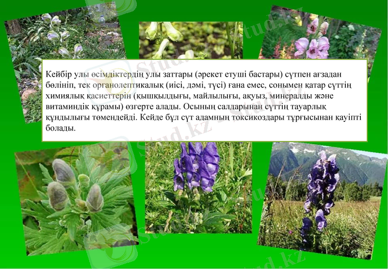 Slide 6