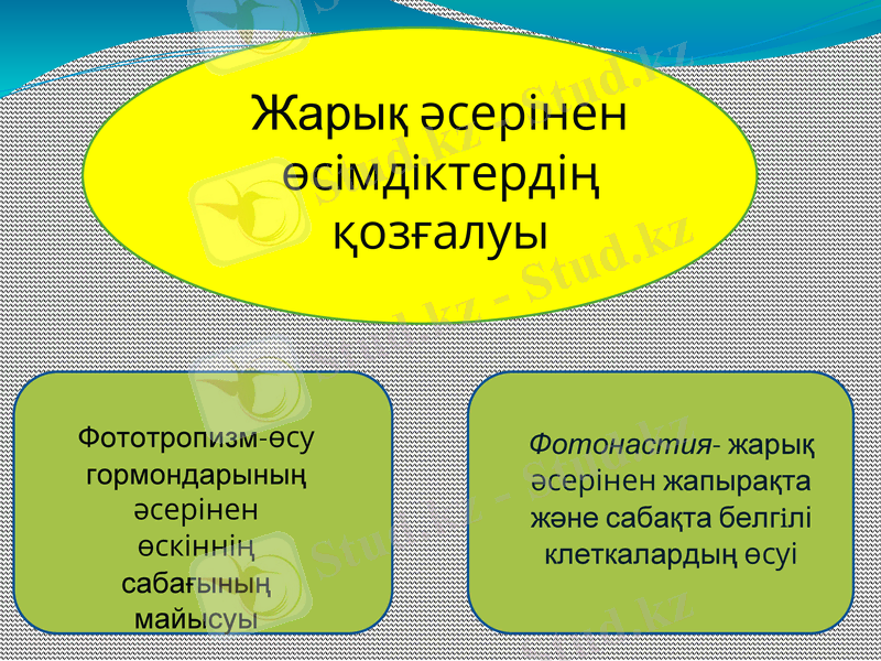 Slide 11