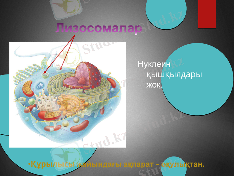 Slide 11