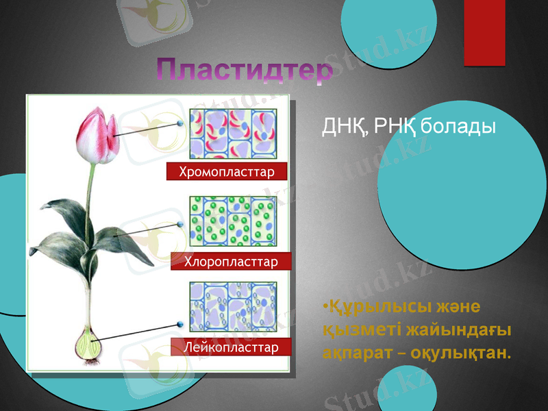 Slide 13