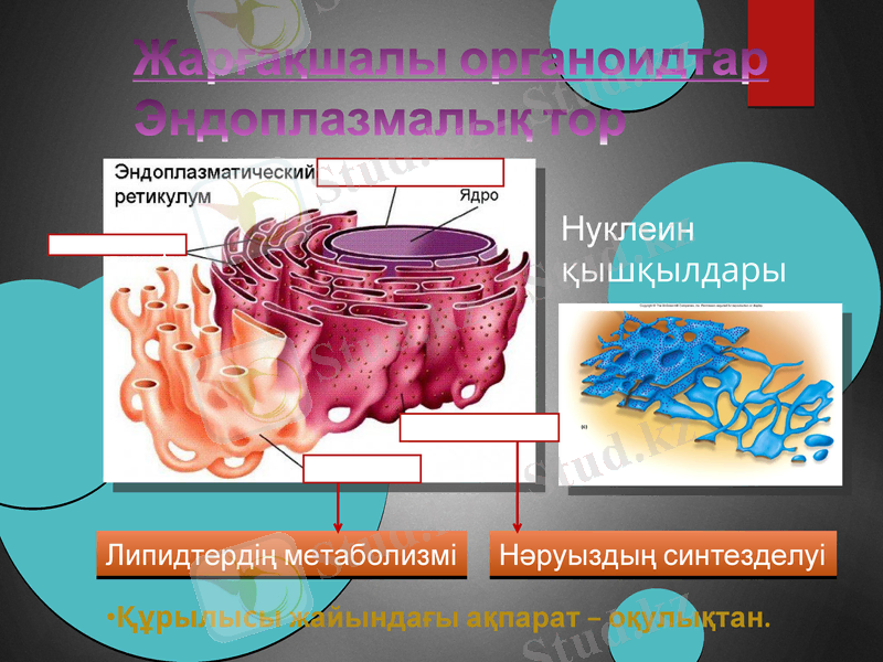 Slide 9