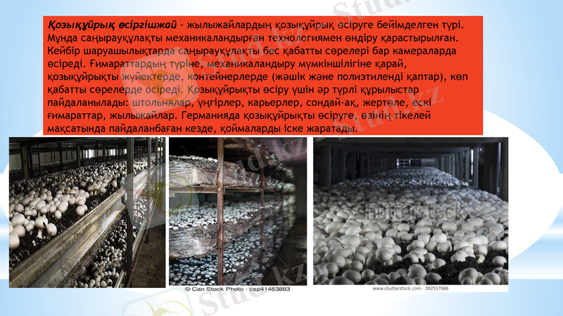 Slide 10