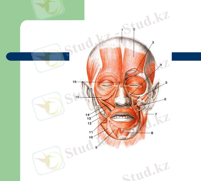 Slide 11