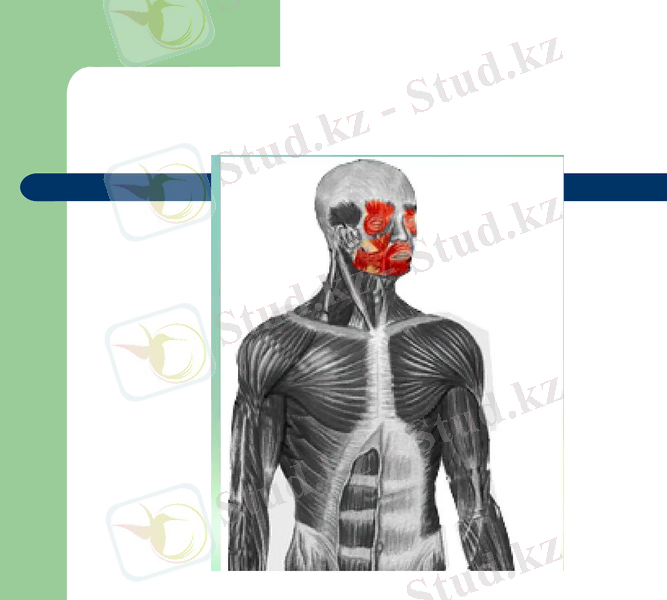 Slide 7
