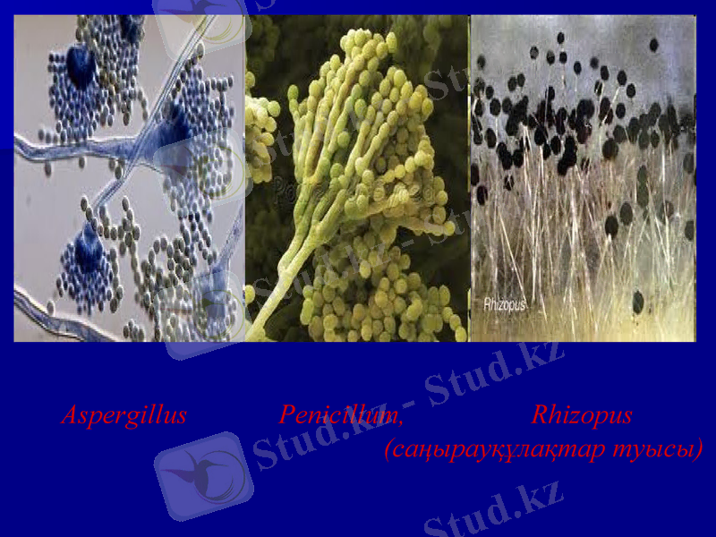 Slide 24