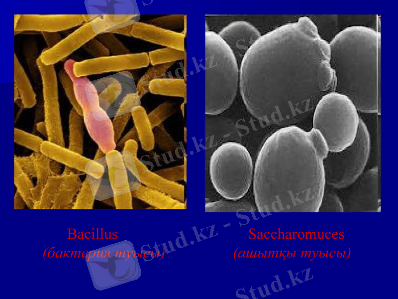 Slide 25