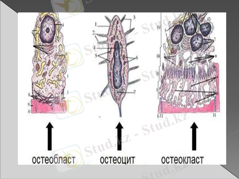 Slide 9