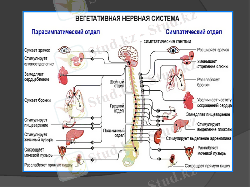 Slide 11