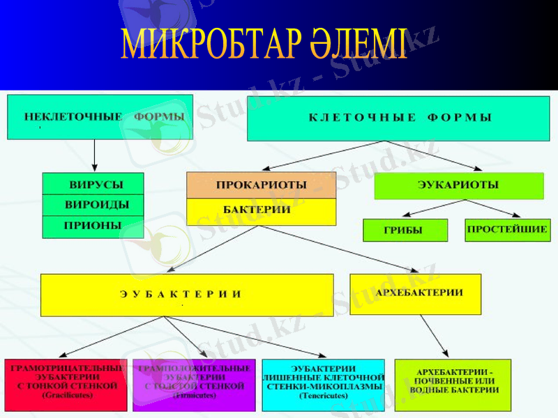 Slide 11