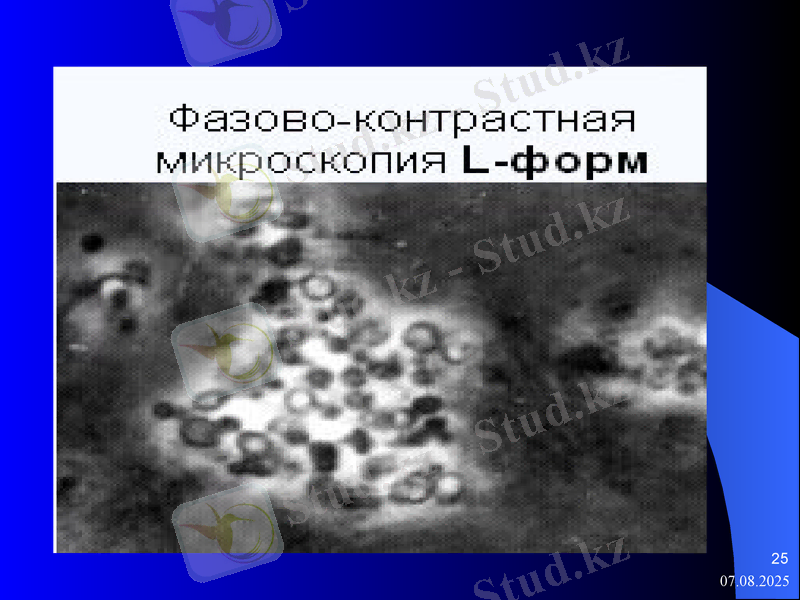 Slide 25