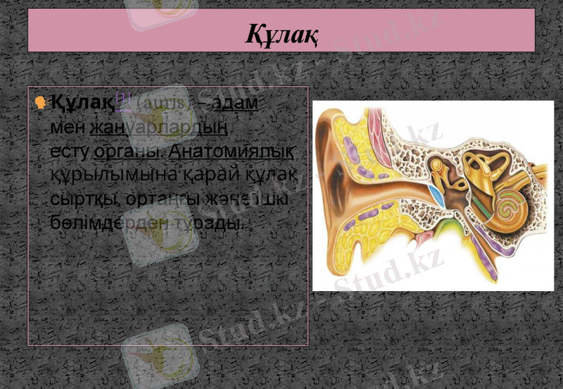 Slide 25
