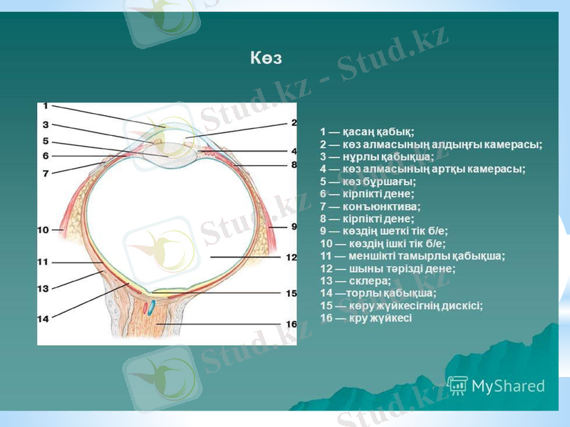 Slide 15