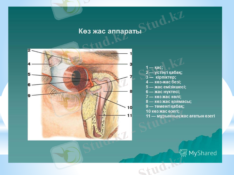 Slide 24