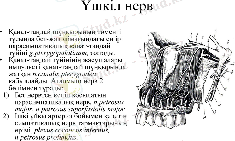 Slide 7