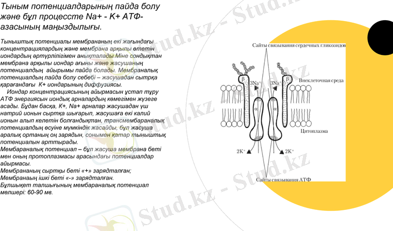 Slide 8