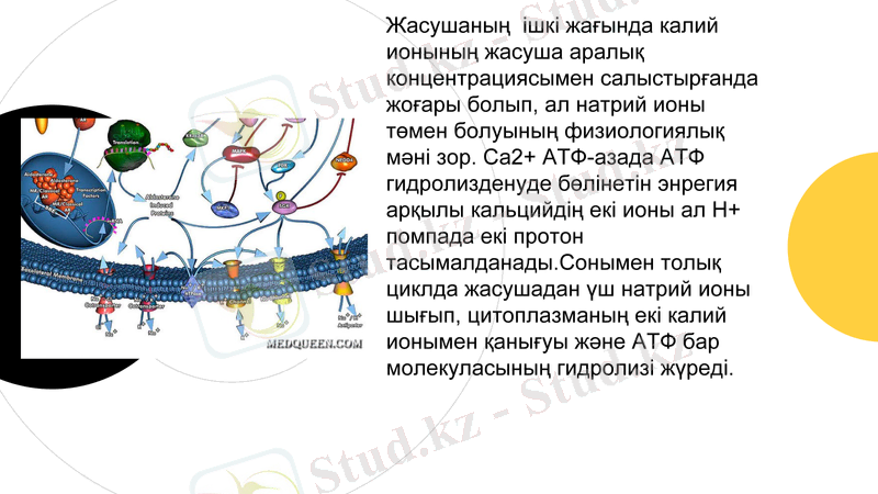 Slide 9