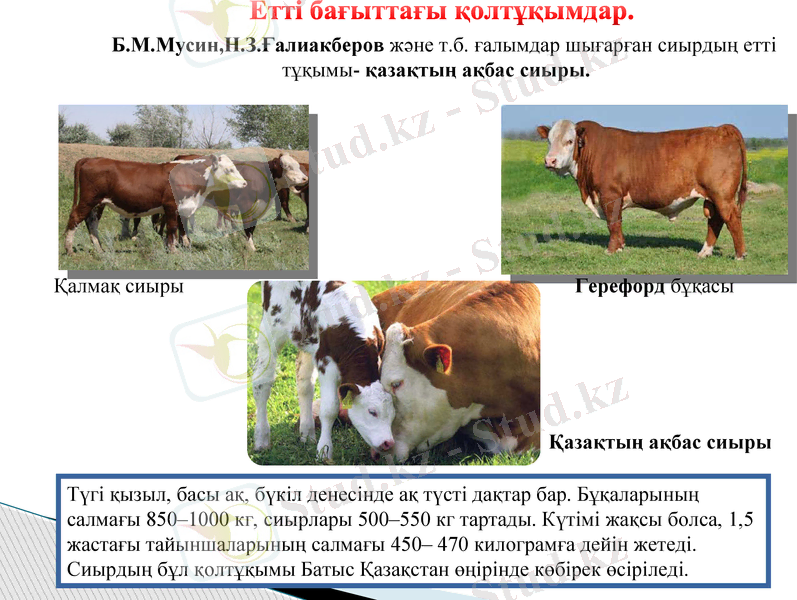 Slide 11