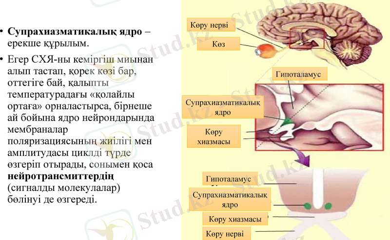 Slide 9