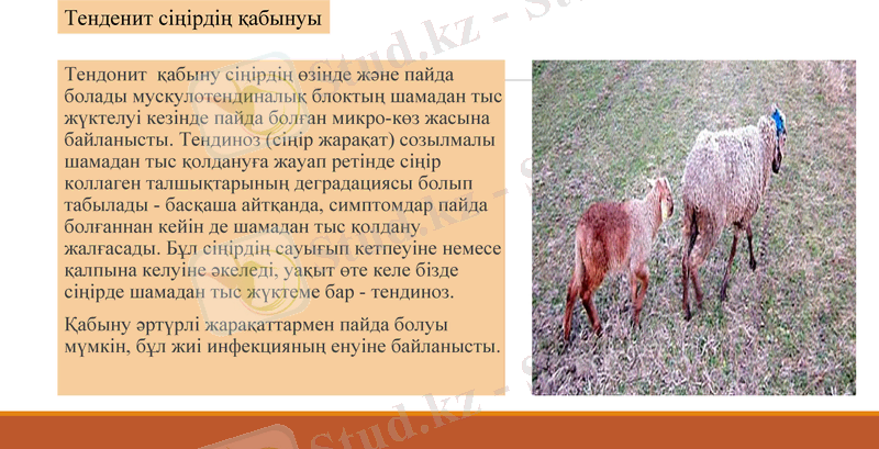 Slide 9