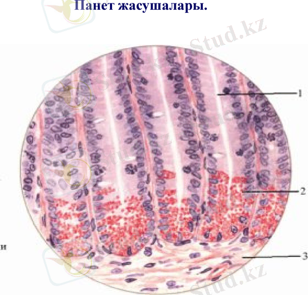 Slide 11