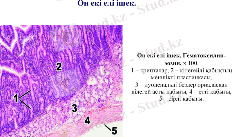 Slide 8