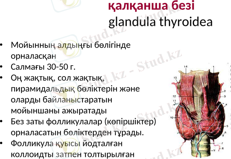 Slide 13
