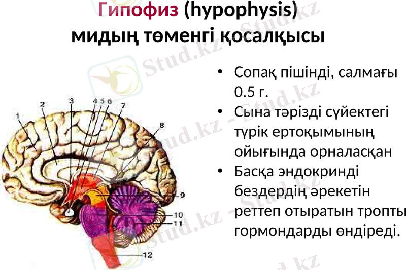 Slide 7