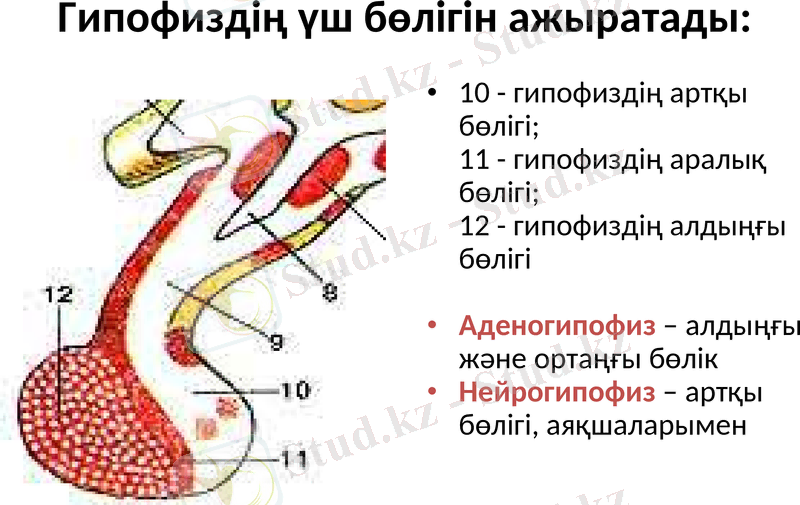 Slide 8