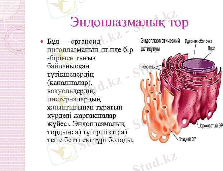 Slide 11
